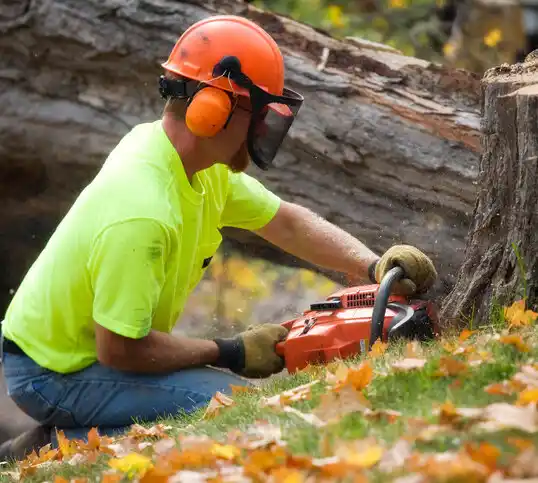 tree services Village of Grosse Pointe Shores